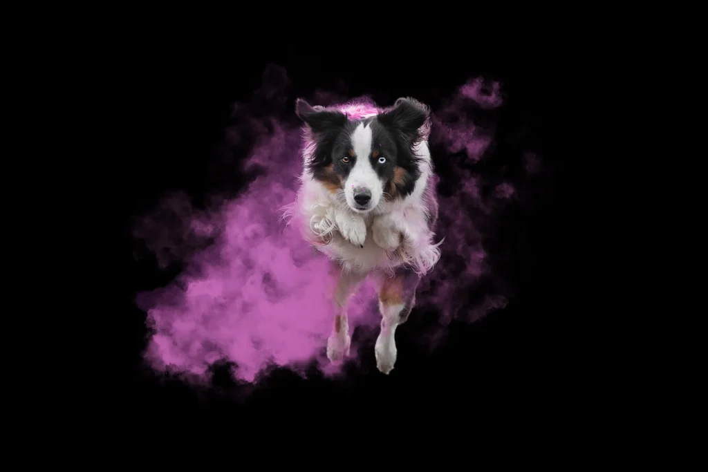 Hundefotografie mit Holifarben in Niederbayern