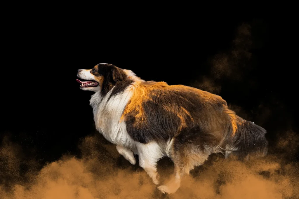 einzigartiges Foto von Hund mit Holifarben.