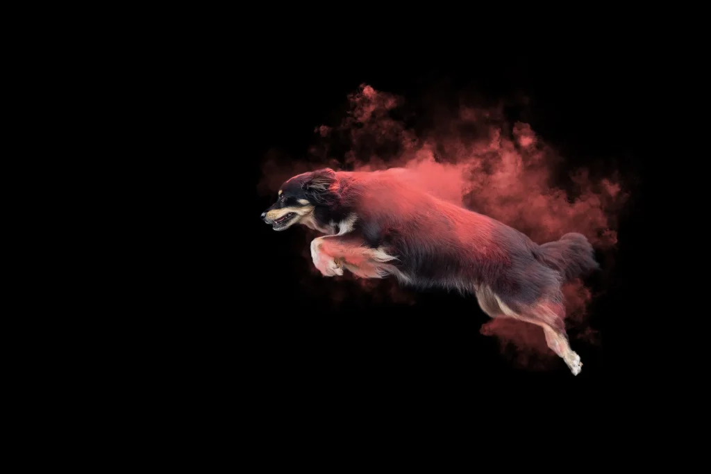 Holifarben Hundefotografie in Passau.