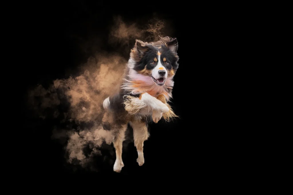 Bunte Hundefotografie in Niederbayern.