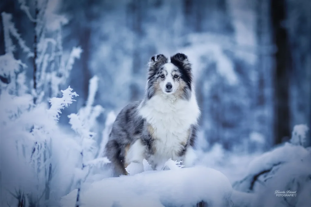 Sehr schönes Bild bei Fotowanderung mit Hund zum Dreisessel. Fotowanderungen im bayrischen Wald