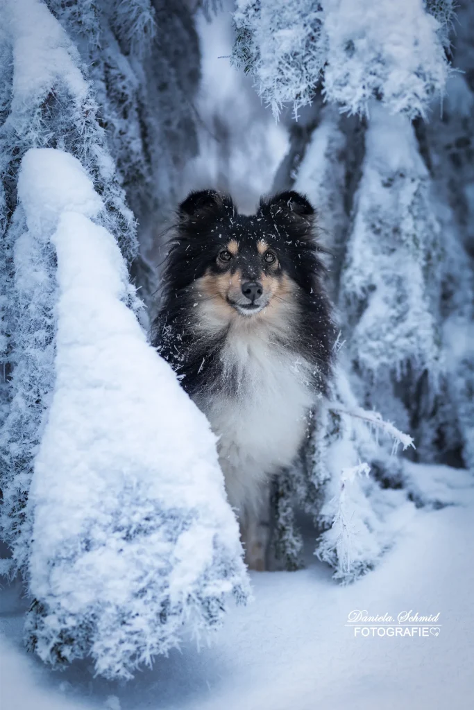 Fotoshooting mit Hund im bayrischen Wald im Winter. Hundefotografie im Schnee, Fotografie im Landkreis Passau