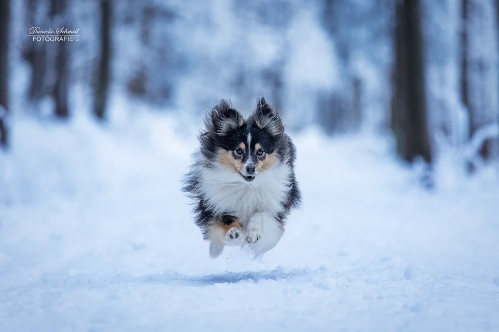 Sehr schönes Bild von kleinen süßen laufenden Hund bei Fotowanderung am Dreisessel.
