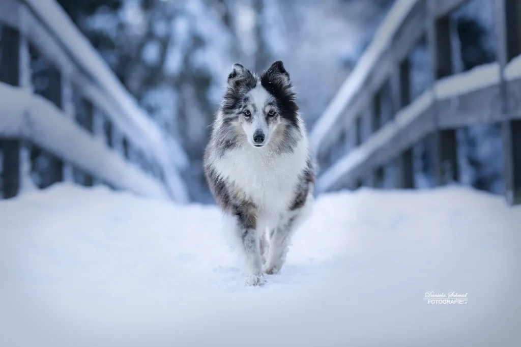Sehr schönes Bild von Hund im Winter bei Fotowanderung am Dreiburgensee, Fotografie im Winter