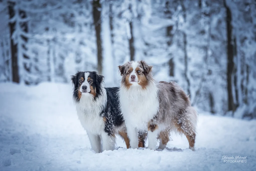Wunderschönes Portraitbild von Hunden bei Fotoshooting im verschneiten Wald am Dreisessel. Fotowanderungen im bayrischen Wald mit Hund.