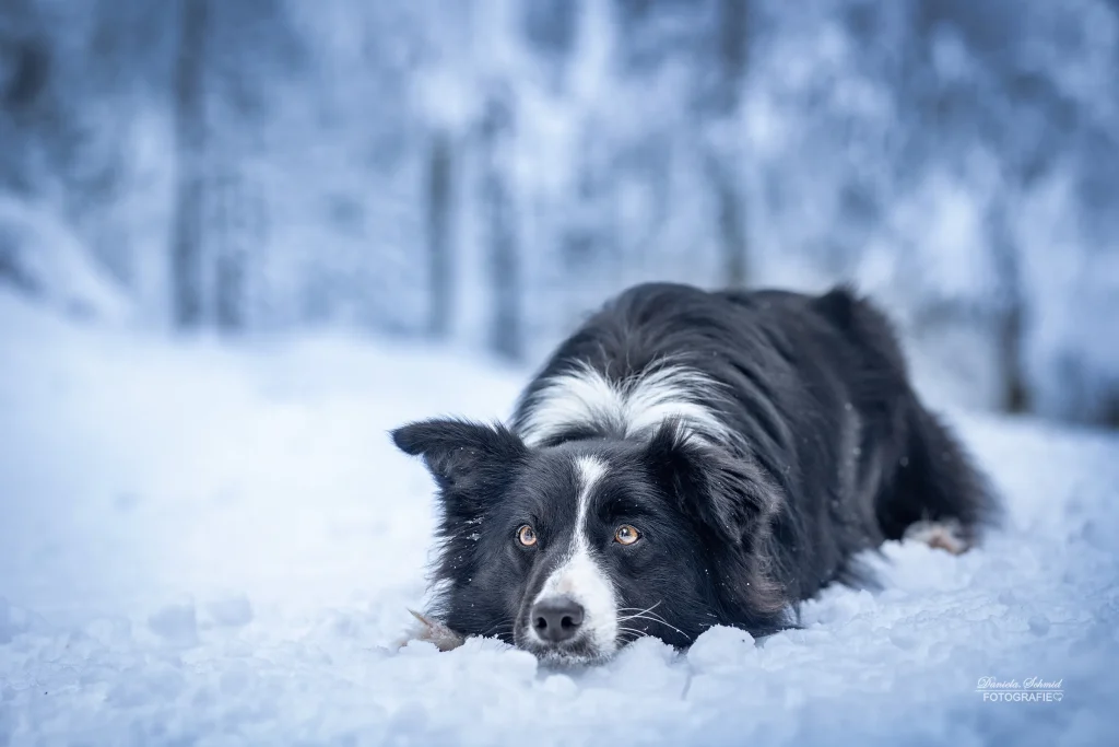Sehr schönes Bild im Schnee von Hund bei Fotowanderung im bayrischen Wald. Hundefotografie in Niederbayern