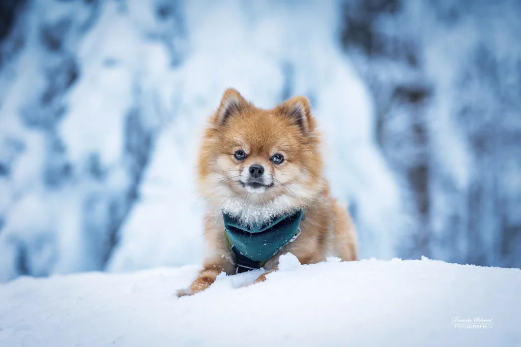 Sehr schönes Bild von Hund im verschneiten Wald bei Fotowanderung am Dreisessel. Hundefotografie in Bayern, bayrischer Wald