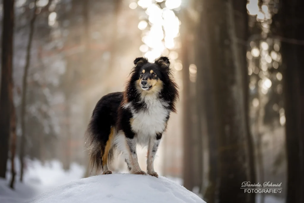 Wundervolles Bild von Hund in Winterlandschaft, angestrahlt von der Sonne. Hundefotografie im bayrischen Wald