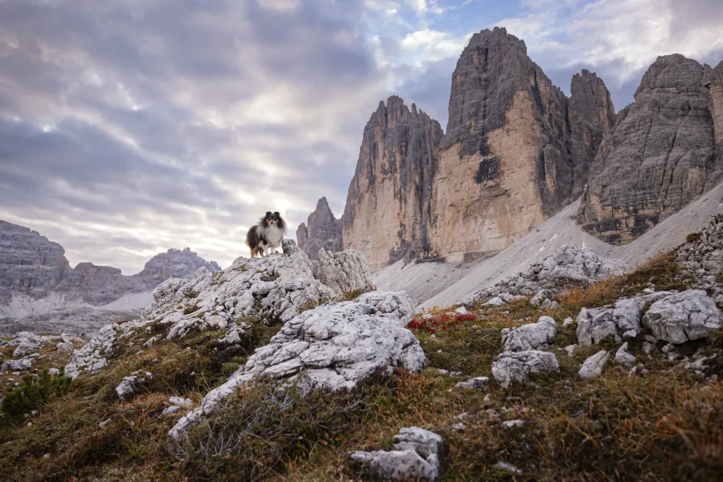 Einfach schönes Bild von Hund vor den Drei-Zinnen in den Dolomiten mit perfekter Perspektive