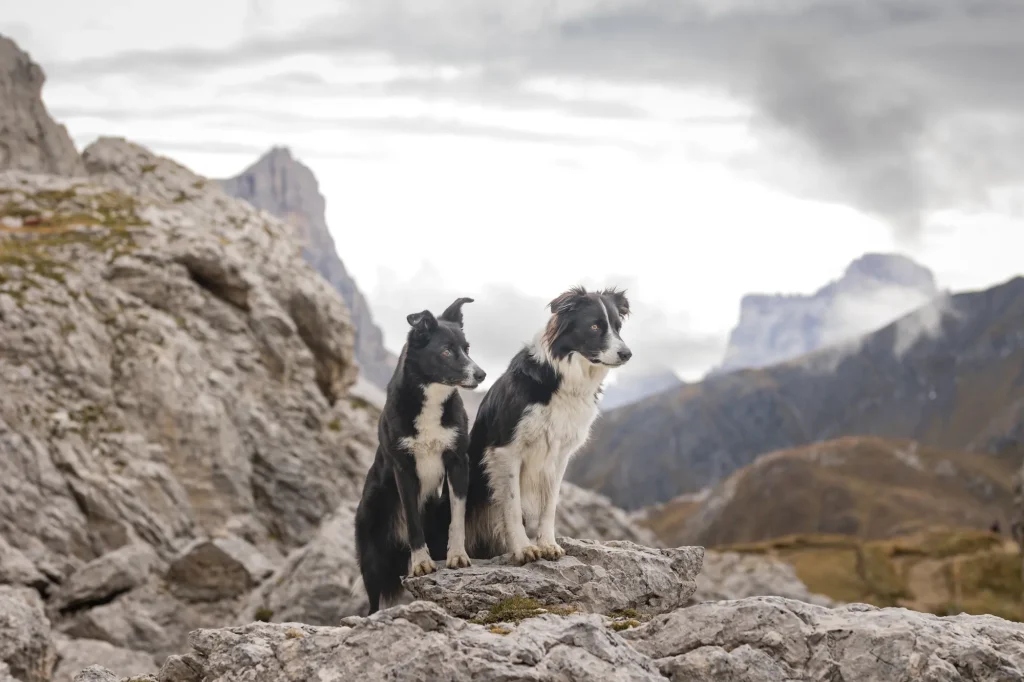 Wundervolles Bild vonr atemberaubender Landschaft von zwei Hunden, Dolomiten, Fotowanderung