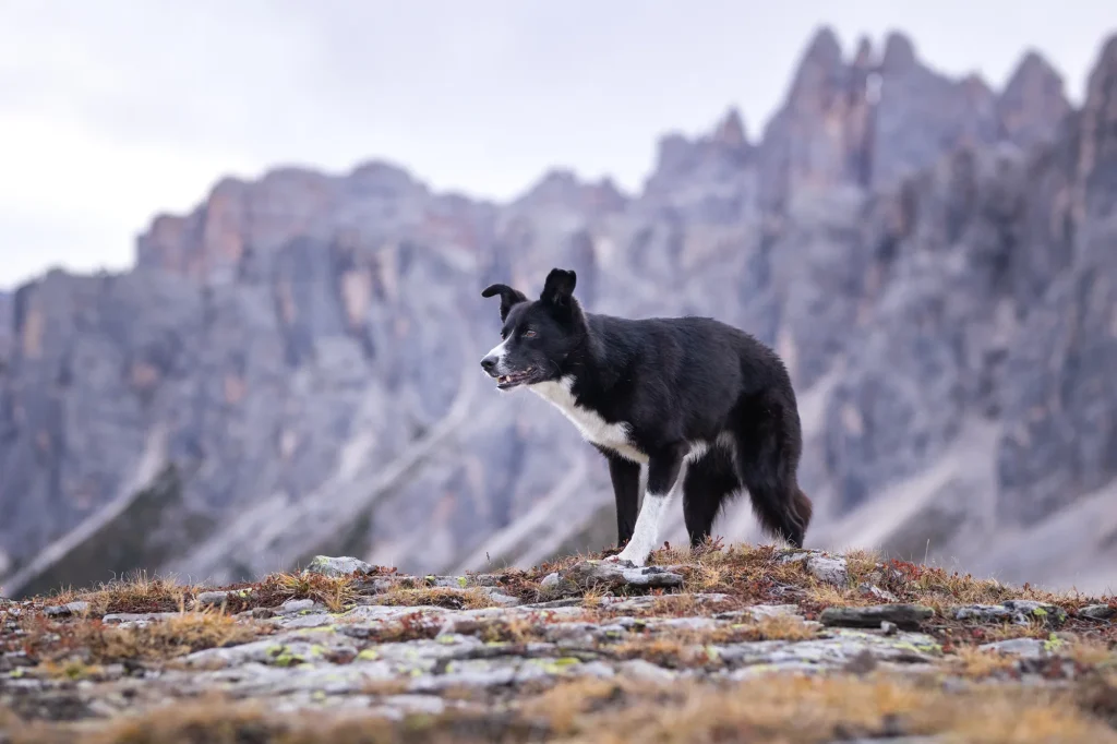 Wundervolles Bild von Hund bei Fotowanderung am Morgen in den Dolomiten