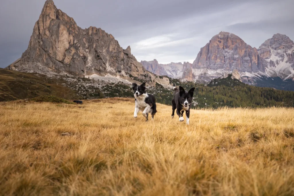 wunderschöne Bilder bei Fotowanderung am Passo Giau am Morgen mit Hunden, einzigartiges Bild