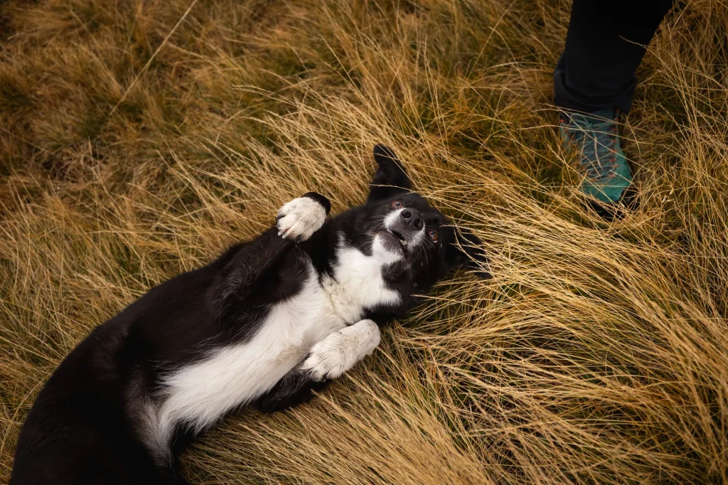 Sehr schönes Bild von freudigen Hund bei Fotowanderungen in den Dolomiten mit Daniela Schmid Fotografie