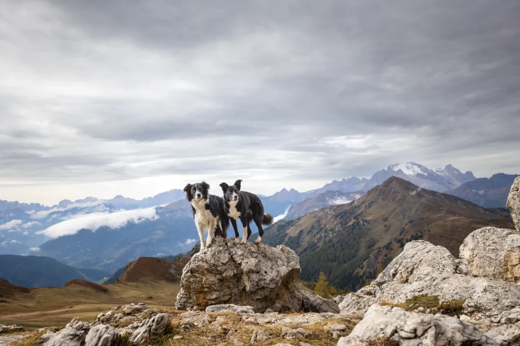 Sehr schönes Foto bei Wanderung mit Hund am Passo Giau mit mächtigen Bergen perfekt fotografiert