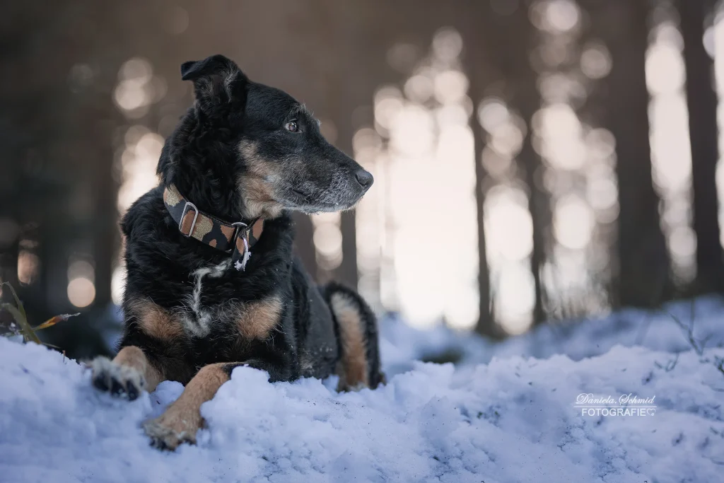 Wunderschönes Bild von Hund bei Winterwanderung im bayrischen Wald