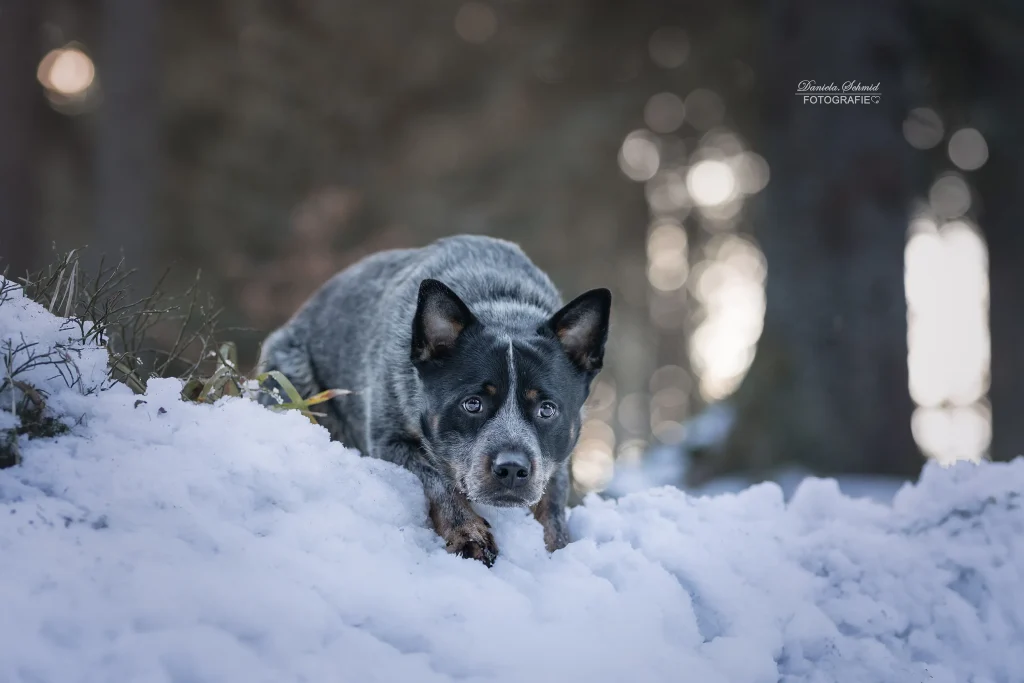 Wundervolles Bild von liegenden Hund im Winterwald, bei Wanderung zum Dreisessel