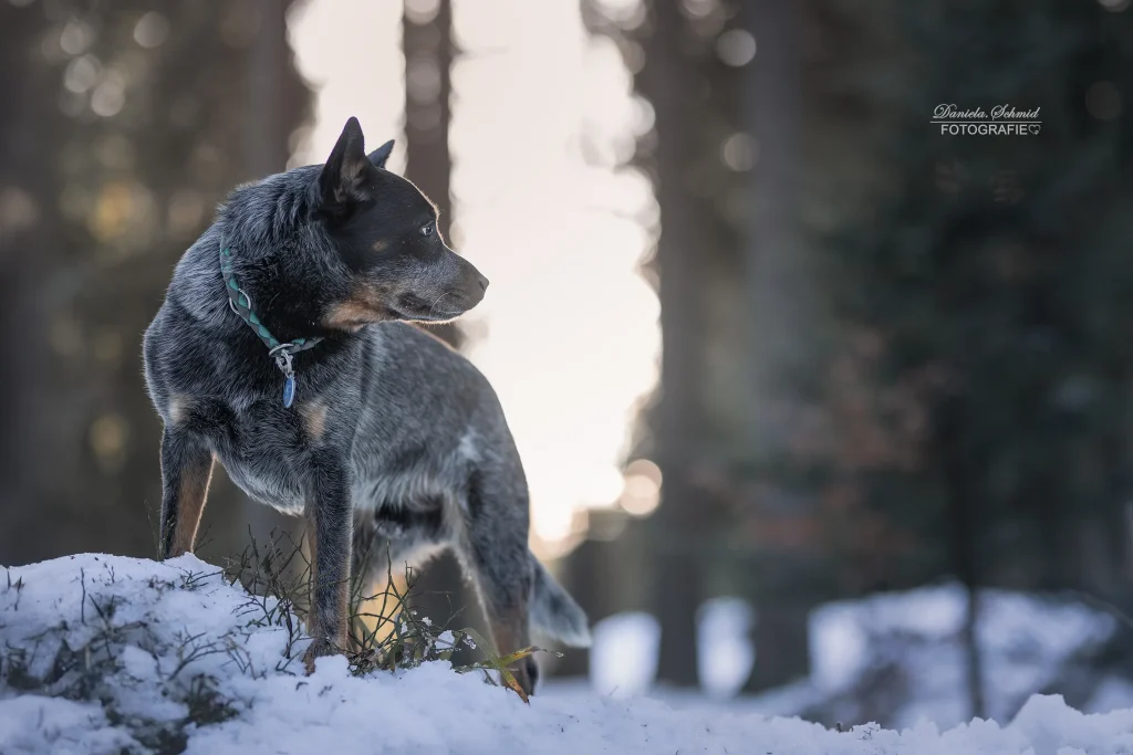Sehr schönes Foto von Hund bei Fotowanderung zum Dreisessel im Winter