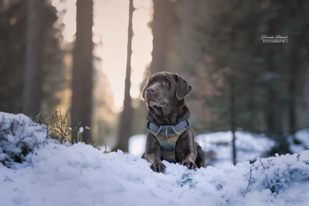 Wunderschönes Portraitbild von Hund im verschneiten Winterwald im bayrischen Wald