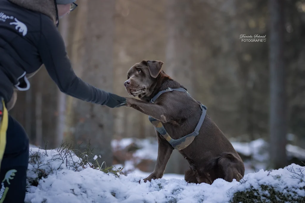 Sehr schönes Bild von Mensch und Hund bei Fotowanderung zum Dreisessel im bayrischen Wald