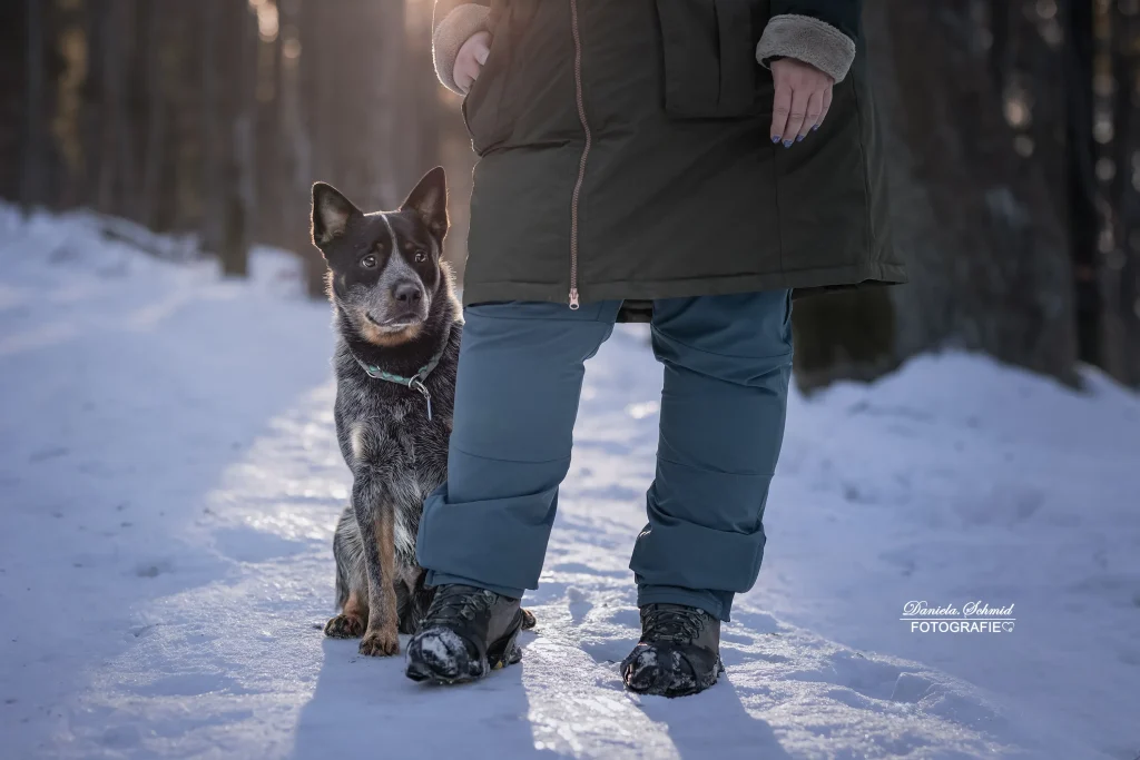 Sehr schönes Bild bei Fotowanderung im Winter mit wunderschöner Lichtstimmung, Dreisessel, bayrischer Wald