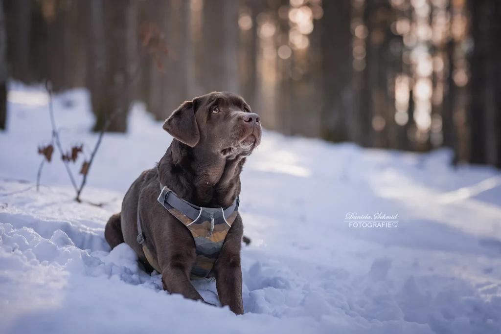 Natürliches Bild von Hund im Winterwald bei Fotowanderung zum Dreisessel