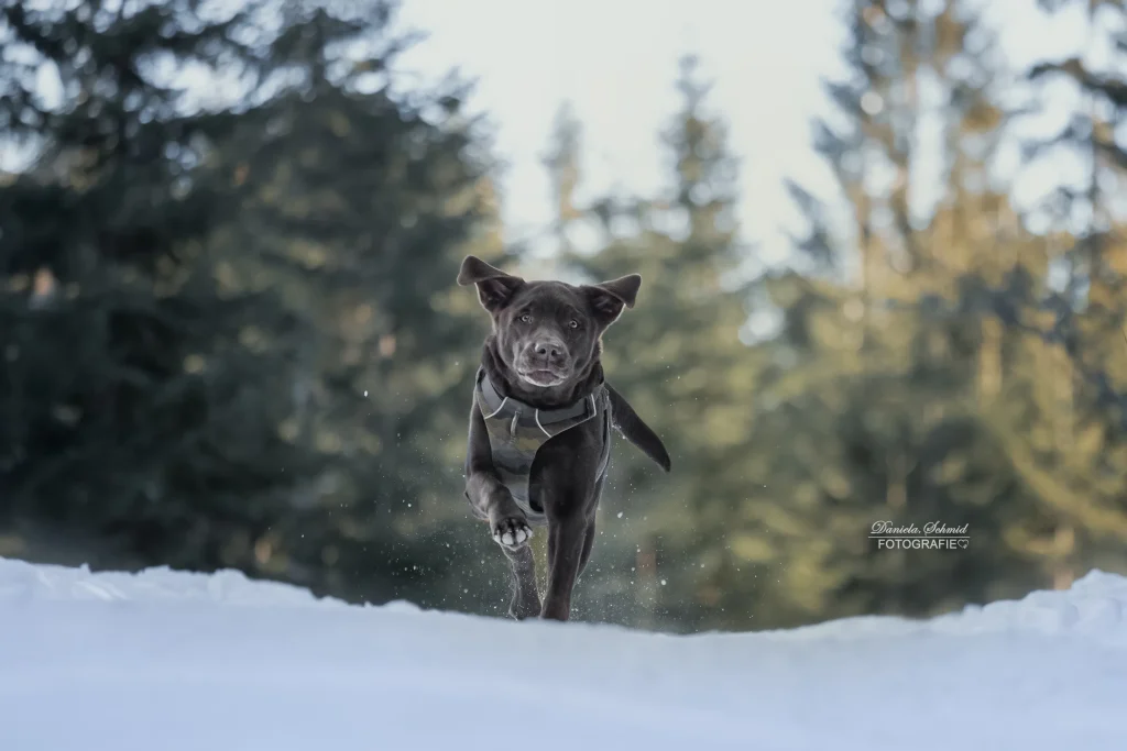 Sehr schönes natürliches freudiges Bild von laufenden Hund im Winter bei Fotowanderung zum Dreisessel