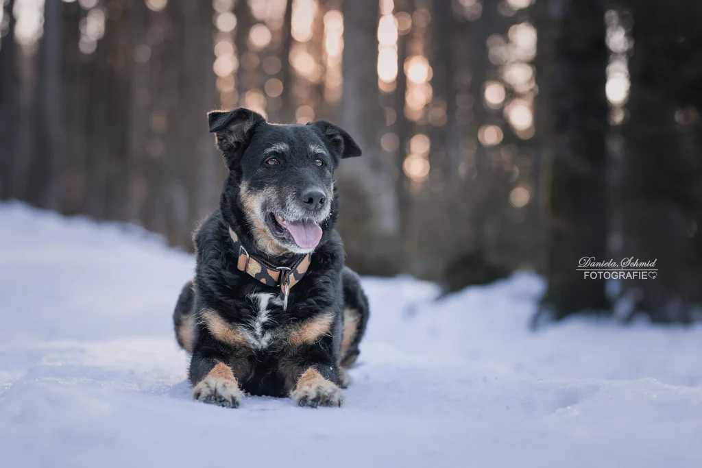 Sehr schönes Portraitbild von Hund perfekt fotografiert im schöner Natur, Wald, Schnee, bayrischer Wald