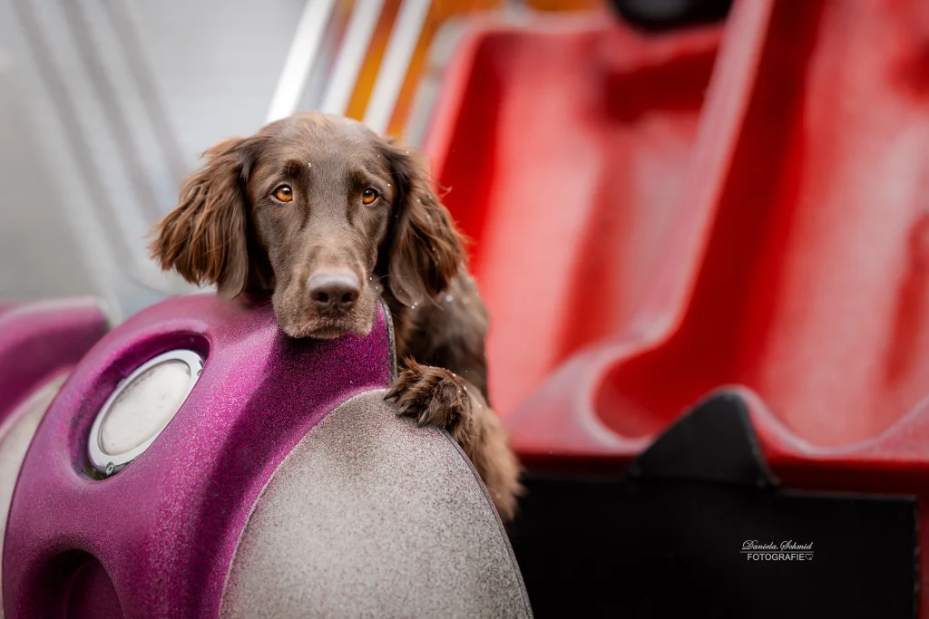 Wunderschönes Bild von Hund am Wiener Prater bei Fotospaziergang in Wien