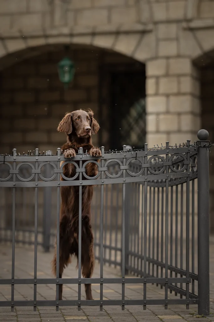Sehr gelungenes Bild von Hund bei Fotoshooting im Wiener Prater