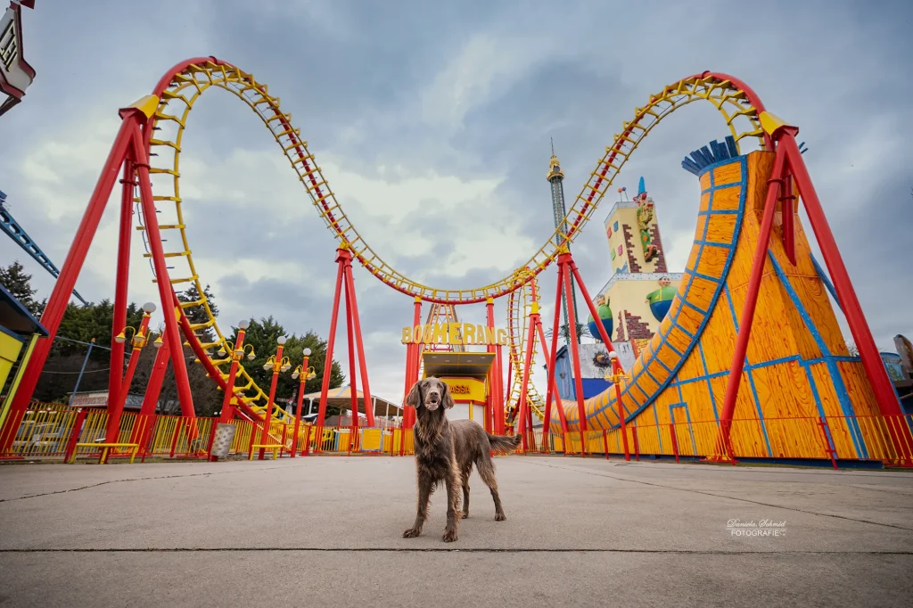 Sehr schönes Bild von Hund bei Fotospaziergang durch den Wiener Prater