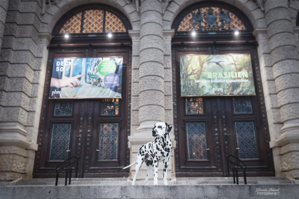 Wunderschönes Bild von Hund vor prachtvollen Museum in Wien