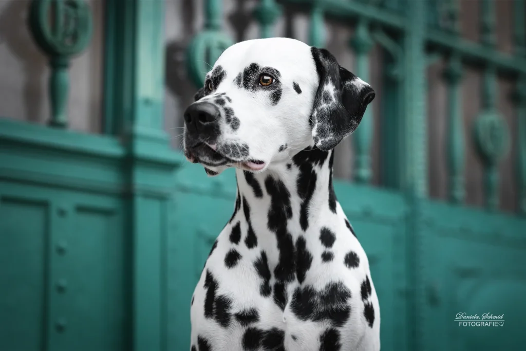 Fotospaziergang in Wien - professionelles Fotoshooting mit Hund in Wien