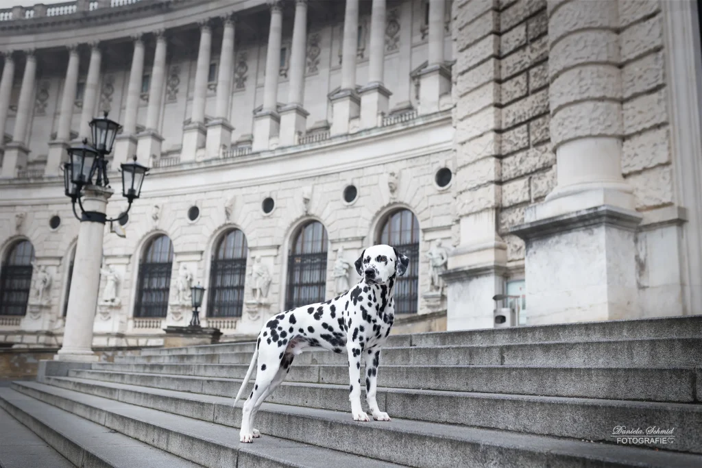 Wunderschönes Bild von Dalmatiner bei Fotoshooting in Wien