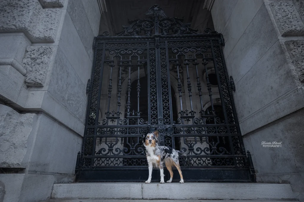 Professionelle Tierfotografie in Wien bei Fotospaziergang