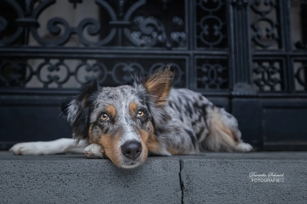Sehr schönes Portraitbild von Hund bei Fotoshooting in Wien - Stadtshooting mit Hunden