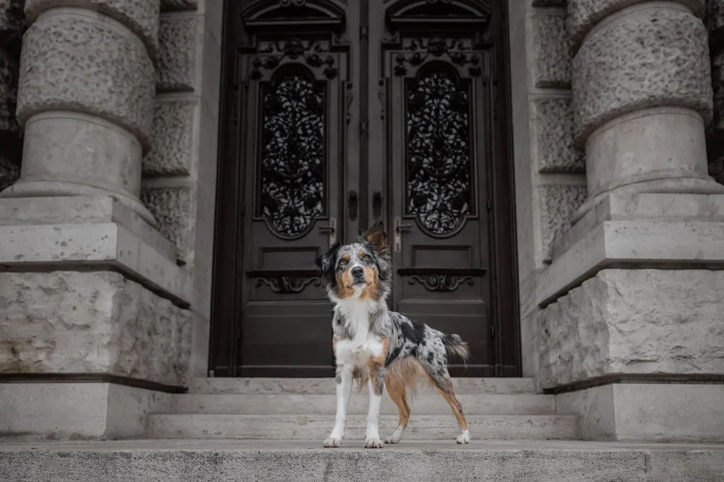 Sehr schönes Bild von Hund posierend vor prachtvollen Tor in Wien