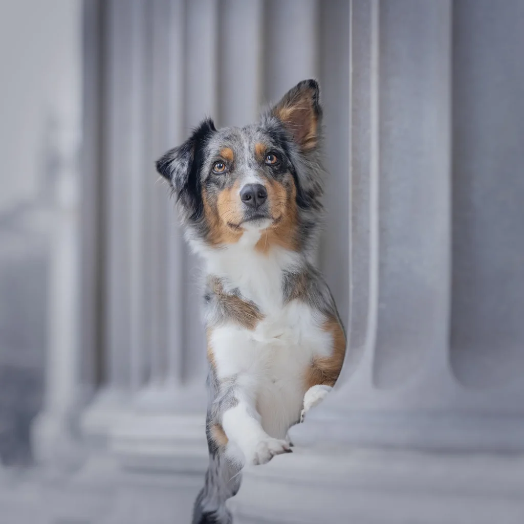 Wundervolles Bild von Hund bei Fotospaziergang in Wien am majestätischen Parlament