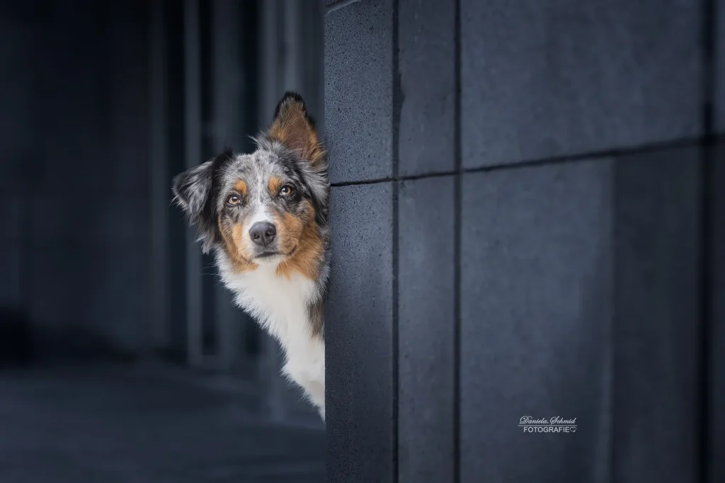Sehr schönes Bild von Hund bei Fotoshooting in Wien