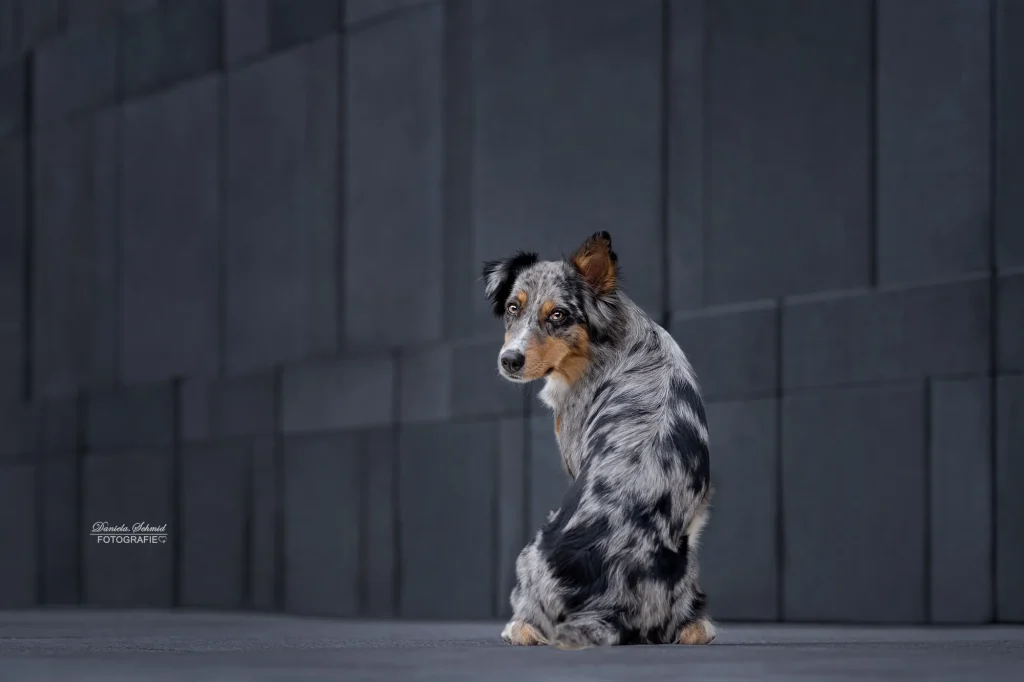 Sehr schönes Bild von Hund bei Fotospaziergang durch Wien