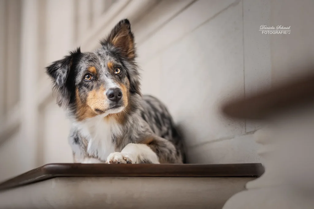 Ein wunderschönes Bild von einem liegenden Hund bei Fotoshooting am Wiener Rathaus