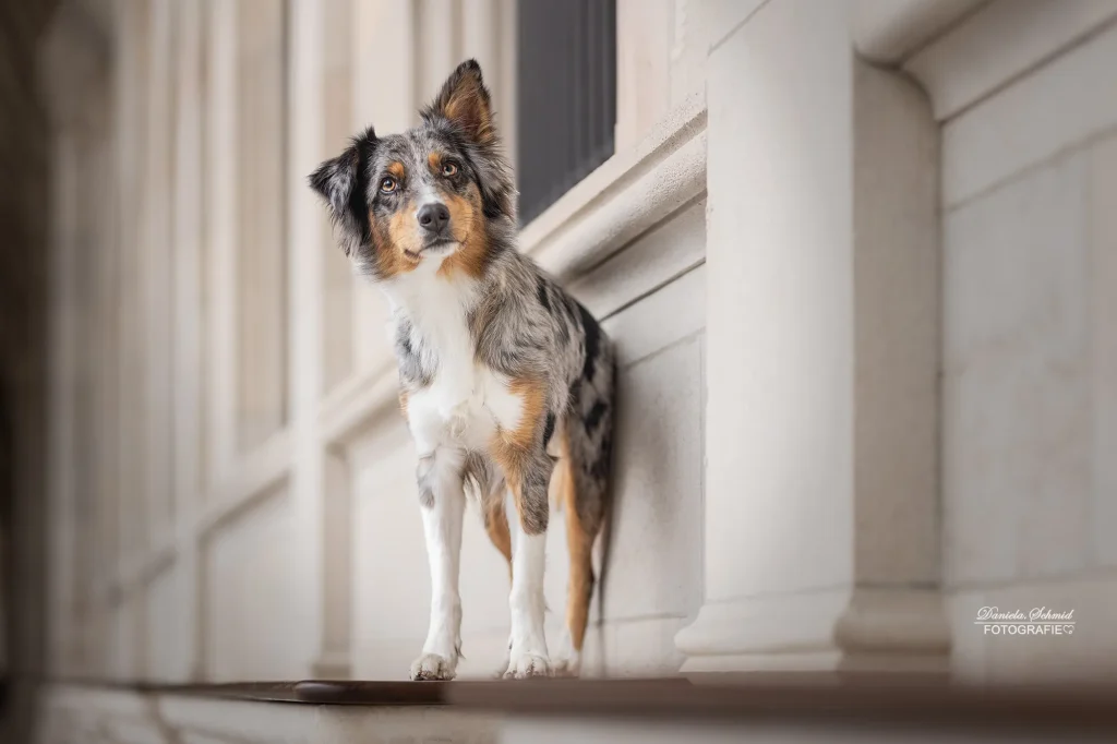 Foto mit perfekt in Szene gesetzten Hund bei Fotowalk am Wiener Rathaus