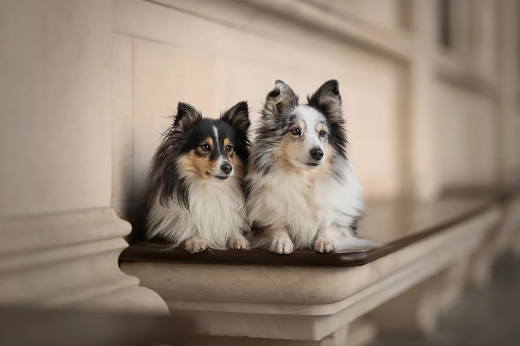 Sehr schönes Bild von zwei Hunden, liegend nebeneinander in Wien, während Fotoshooting am Wiener Rathaus