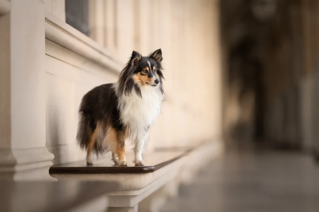 Sehr schönes Bild von Hund am Wiener Rathaus - professionelle Tierfotografie in Wien