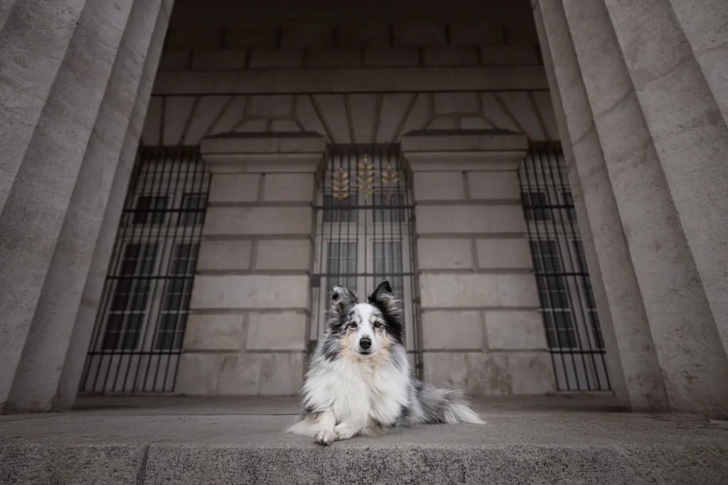 Fotospaziergang in Wien - professionelle Tierfotografie in Wien