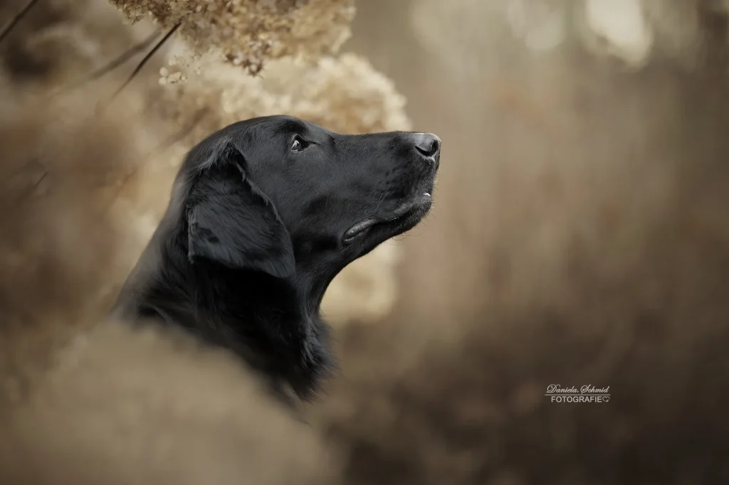 Sehr schönes Bild hochwertig bearbeitet von einem Hund bei einem Fotoshooting von Daniela Schmid Fotografie