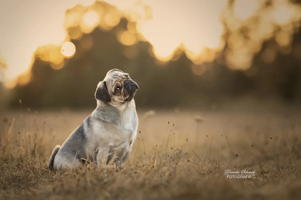 Wundervolles Bild von einem kleinen Hund, Mops, zum Sonnenaufgang mit perfekten warmen Licht