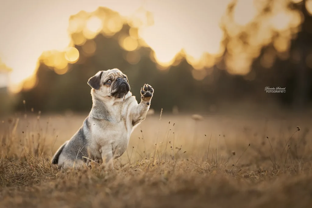 Wunderschönes Bild von einem Hund mit hebender Pfote bei Fotoshooting zum Sonnenaufgang mit wundervollen warmen Licht.