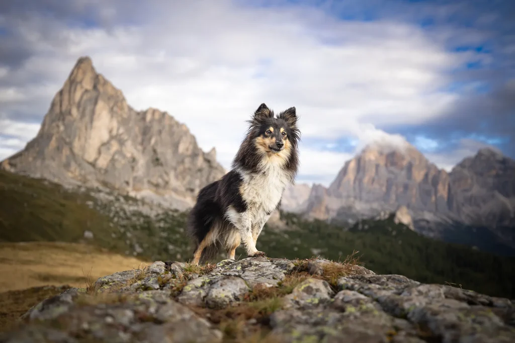 Fotoshooting mit Hund in den Dolomiten bei Wanderung am Passo die Giau, mit wundervollen Bildern
