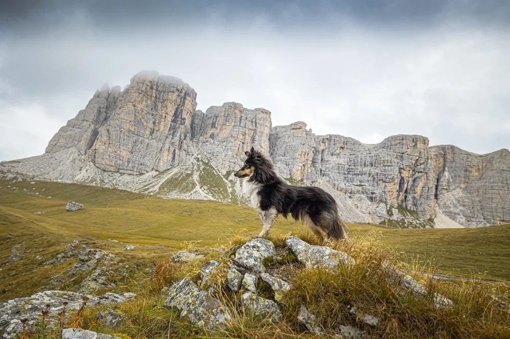 Wunderschönes Bild bei Fotoshooting, Fotowanderung in den Dolomiten mit Hunden. Urlaub mit Hund in den Dolomiten