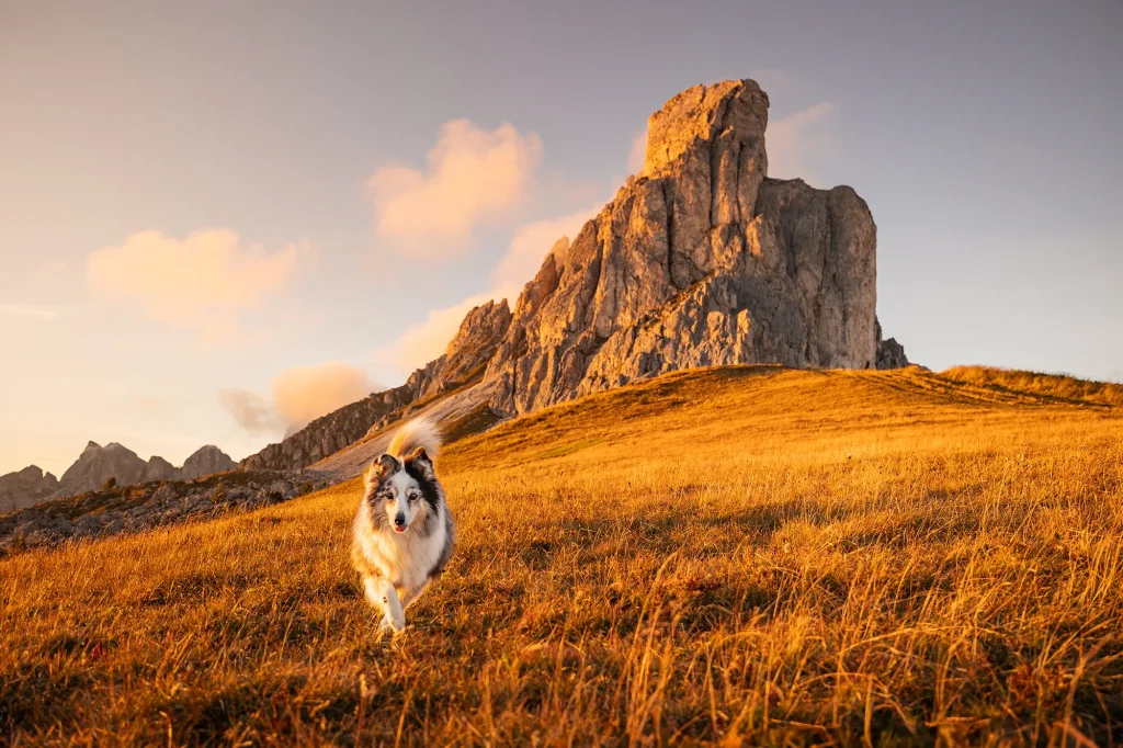 Wanderung mit Hund, Fotoshooting mit Hund in den Dolomiten. Sonnenuntergang am Passo Giau mit traumhaften warmen Farben